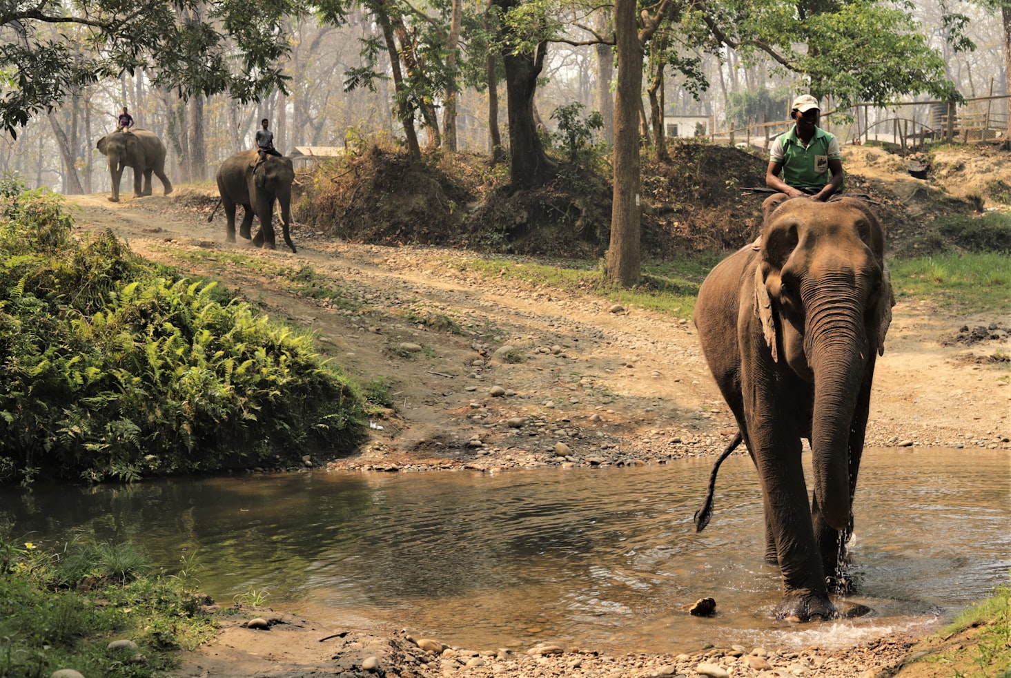 Misty subtropical jungle river in Chitwan National Park
